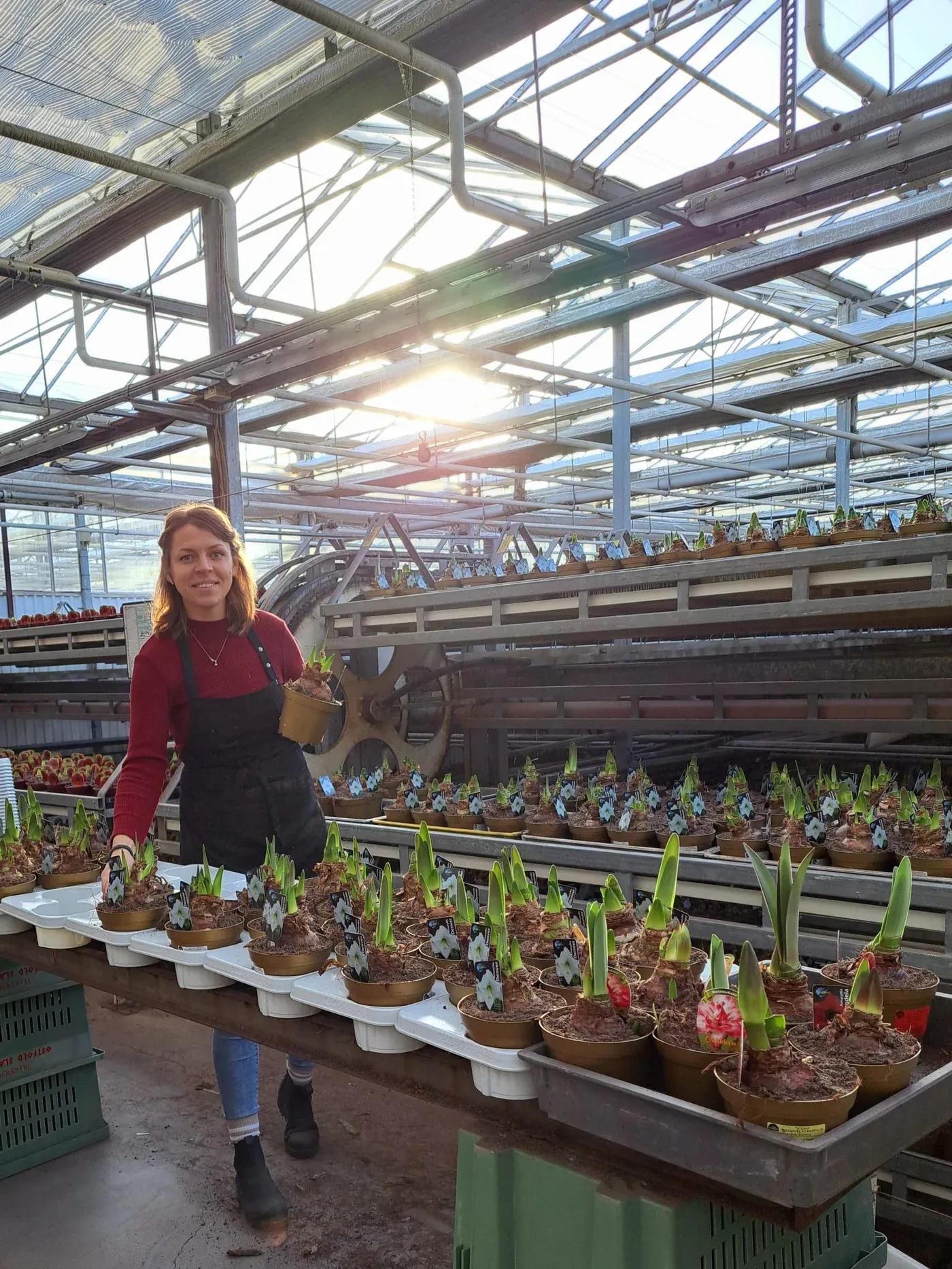 Amaryllis hos Alverbäcks