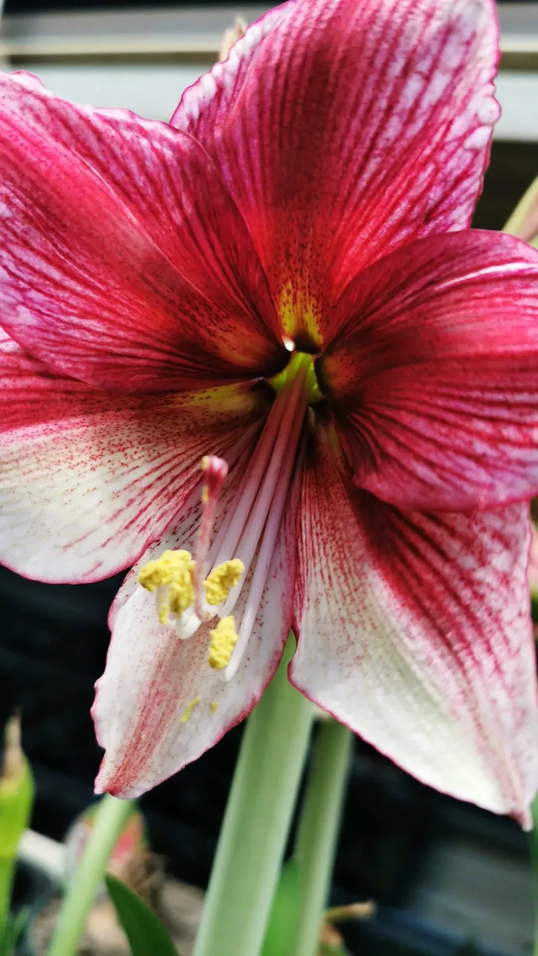 Amaryllis hos Alverbäcks