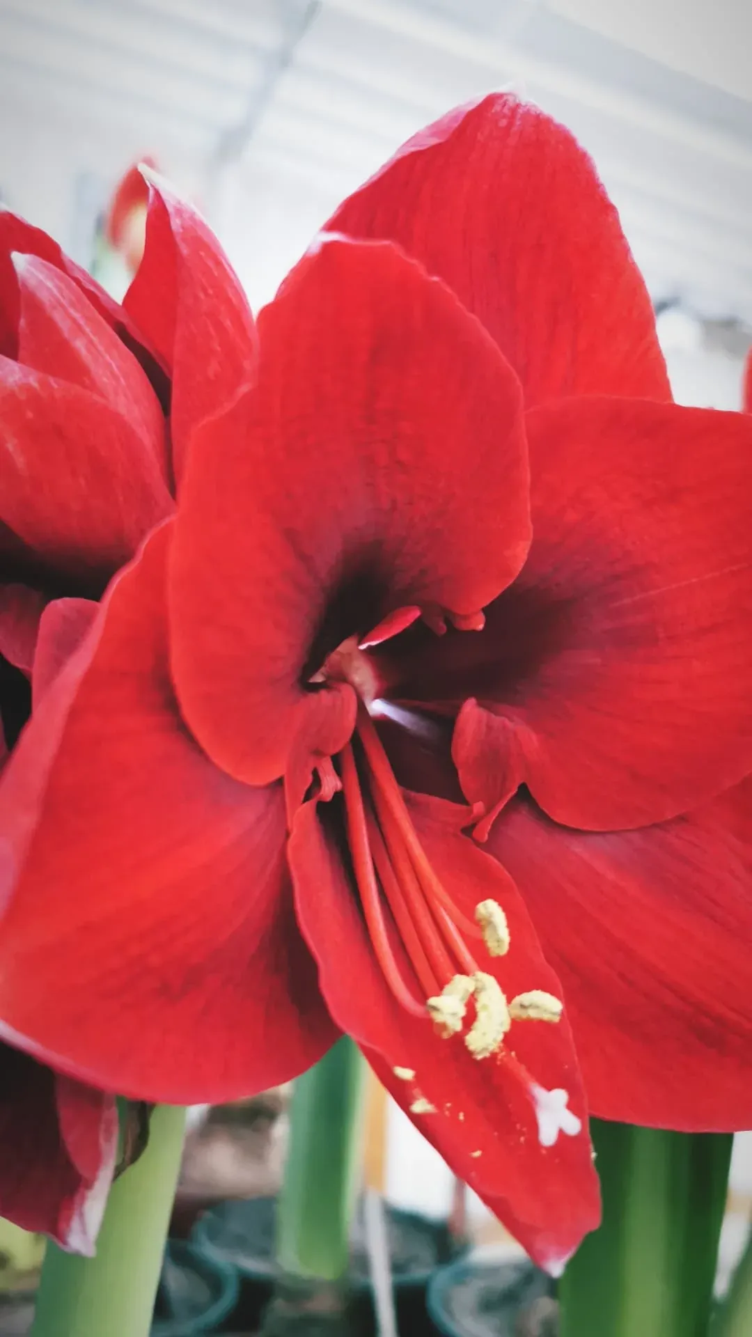 Amaryllis hos Alverbäcks