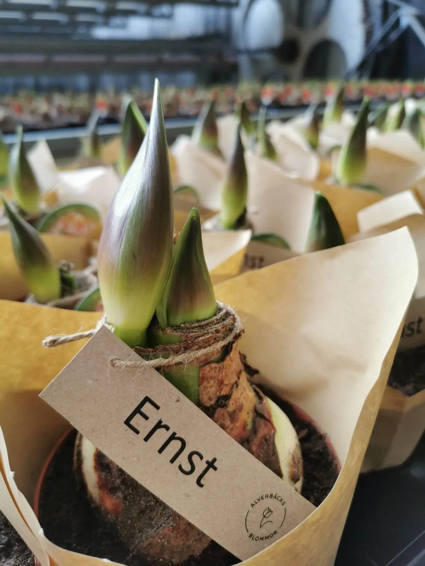 Amaryllis hos Alverbäcks