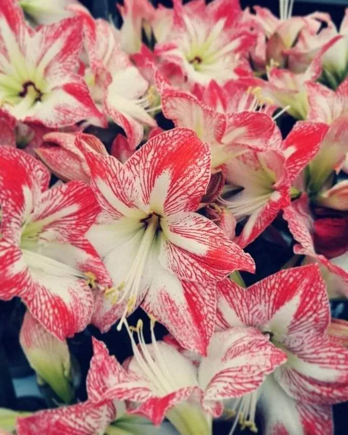 Amaryllis hos Alverbäcks