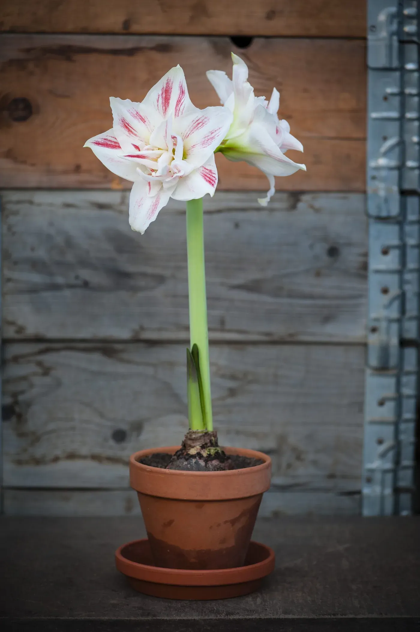 Amaryllis hos Alverbäcks