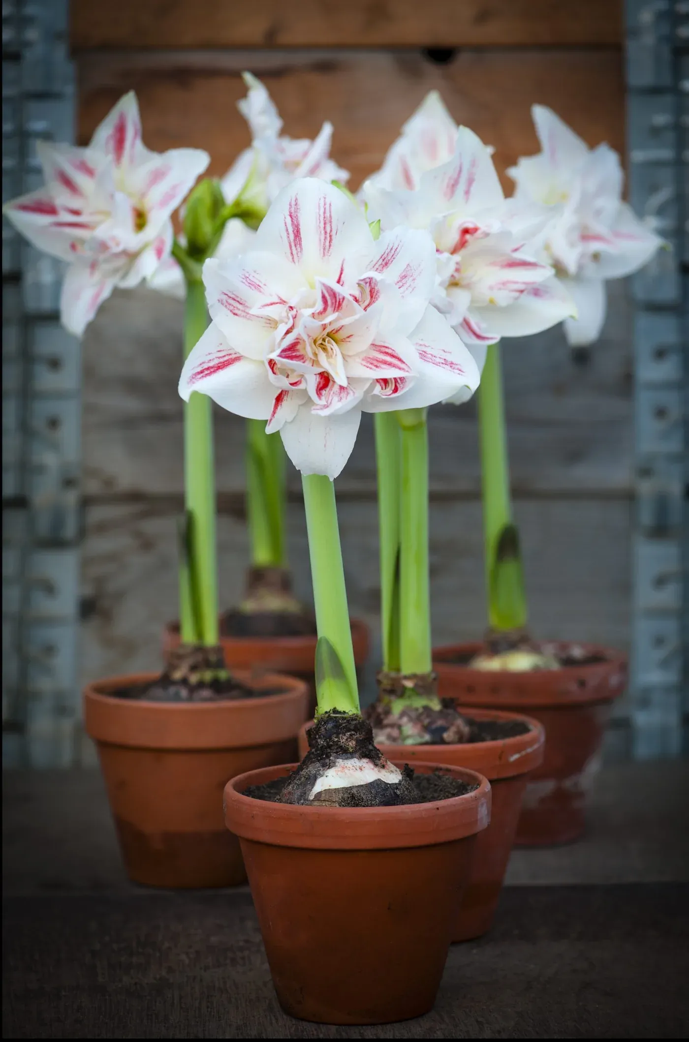 Amaryllis hos Alverbäcks