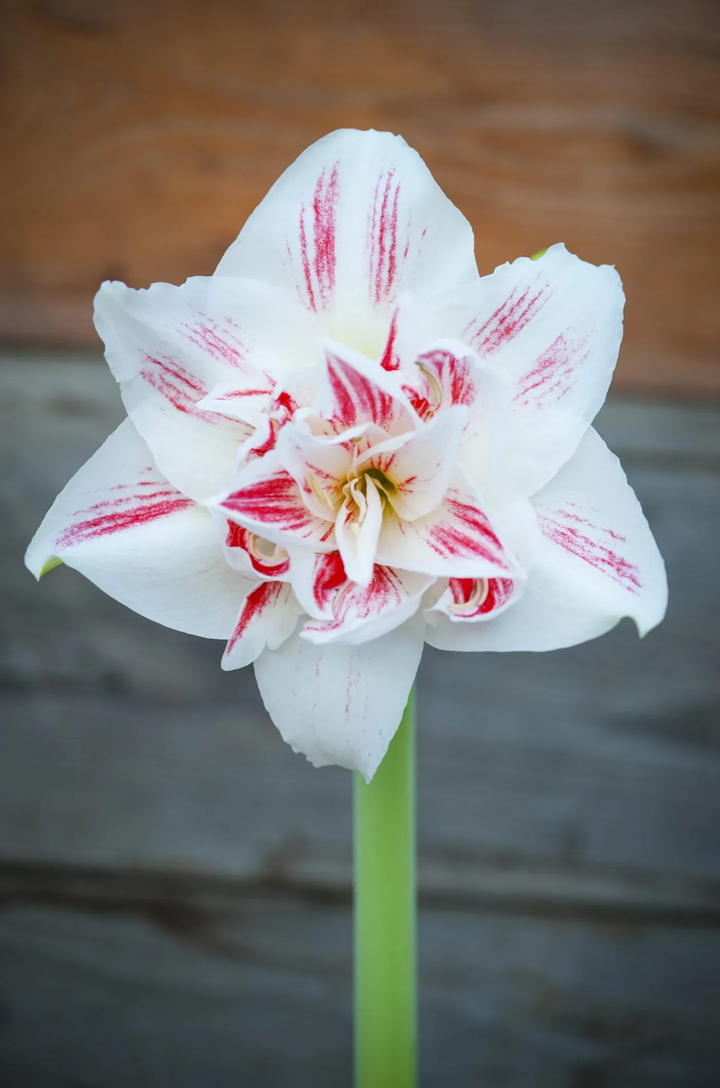 Amaryllis hos Alverbäcks