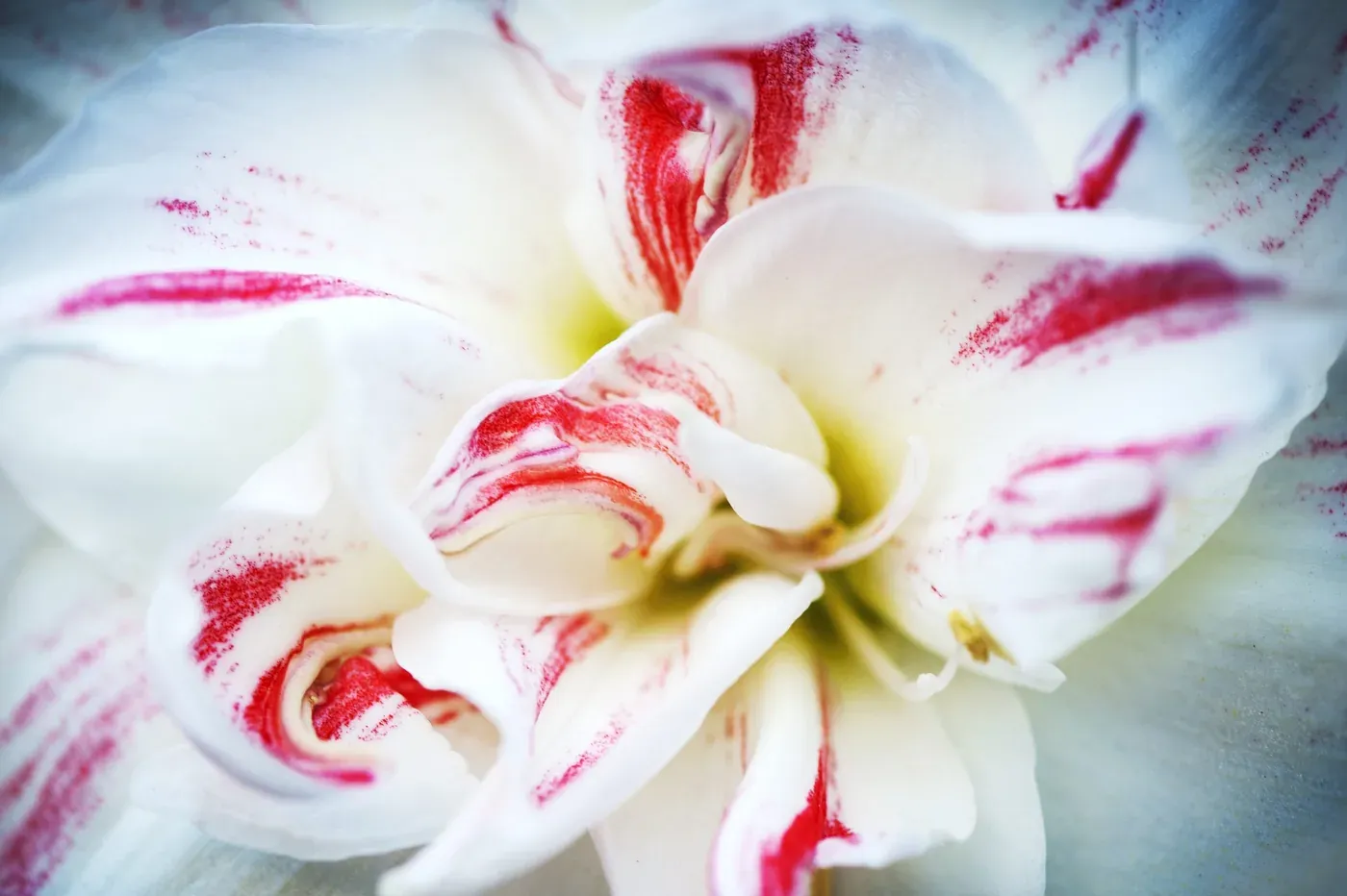 Amaryllis hos Alverbäcks