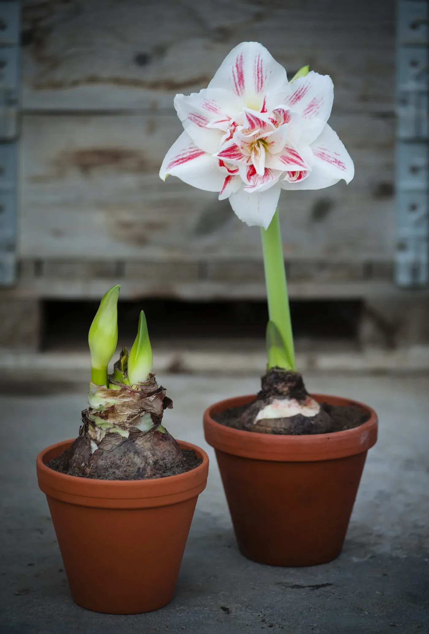 Amaryllis hos Alverbäcks