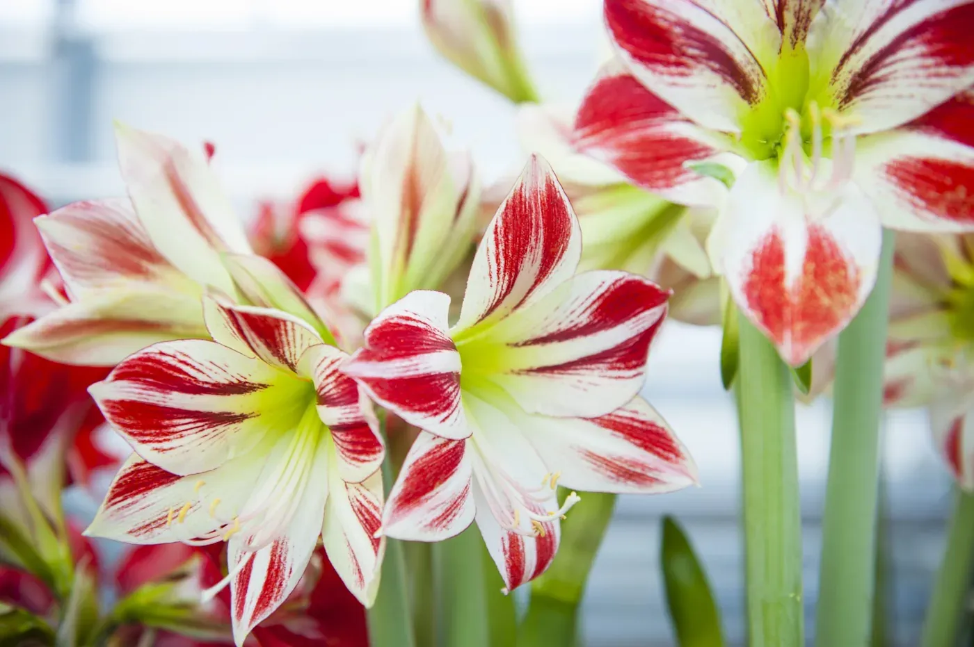 Amaryllis hos Alverbäcks