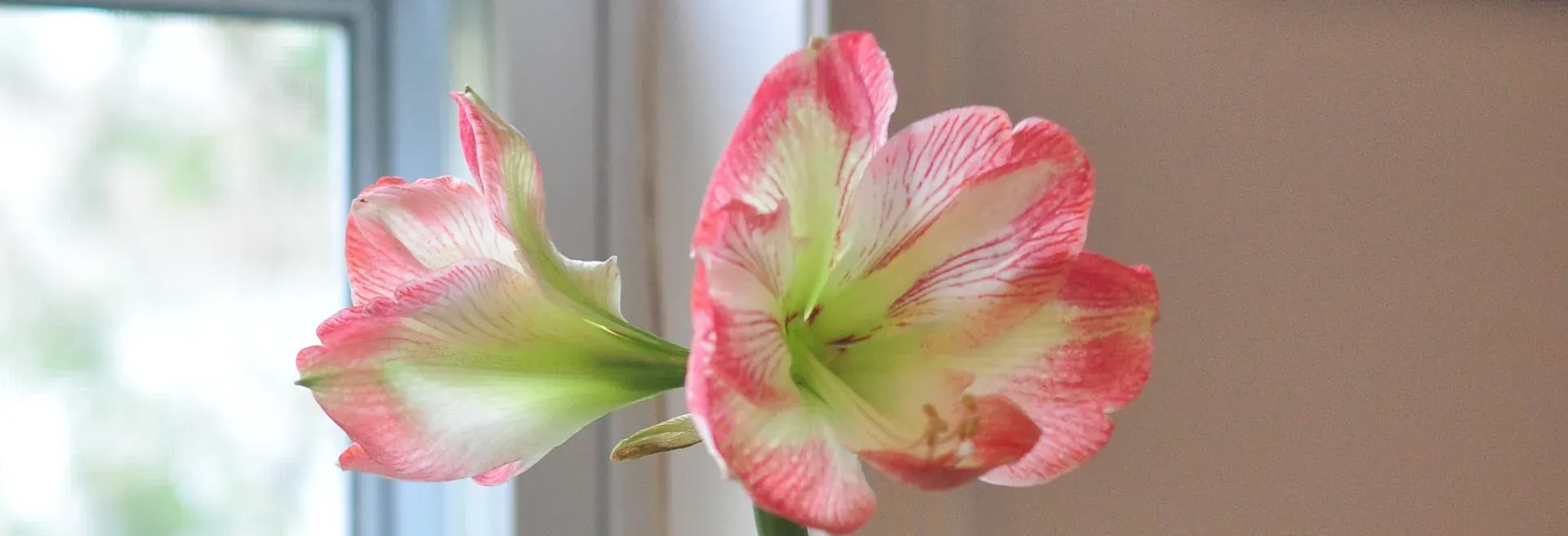 Amaryllis hos Alverbäcks