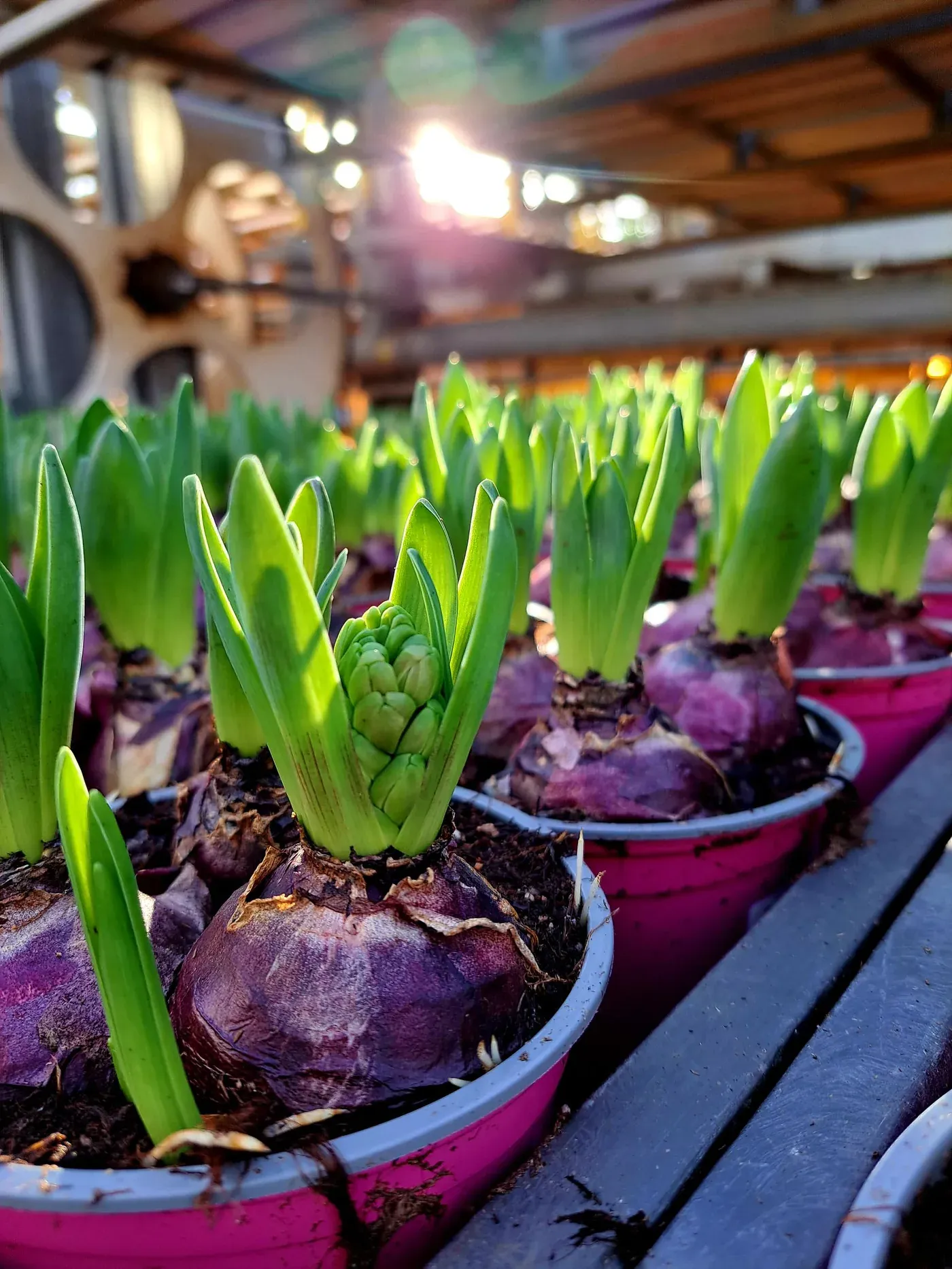 Hyacinter hos Alverbäcks