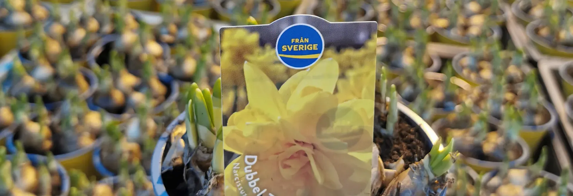 Påsklilja hos Alverbäcks