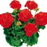 Pelargoner hos Alverbäcks