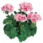 Pelargoner hos Alverbäcks