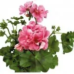 Pelargoner hos Alverbäcks