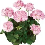 Pelargoner hos Alverbäcks