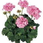 Pelargoner hos Alverbäcks
