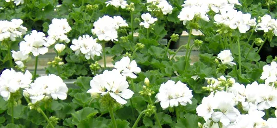Pelargoner hos Alverbäcks