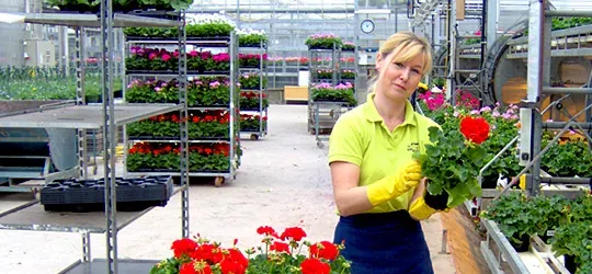 Pelargoner hos Alverbäcks