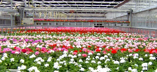 Pelargoner hos Alverbäcks