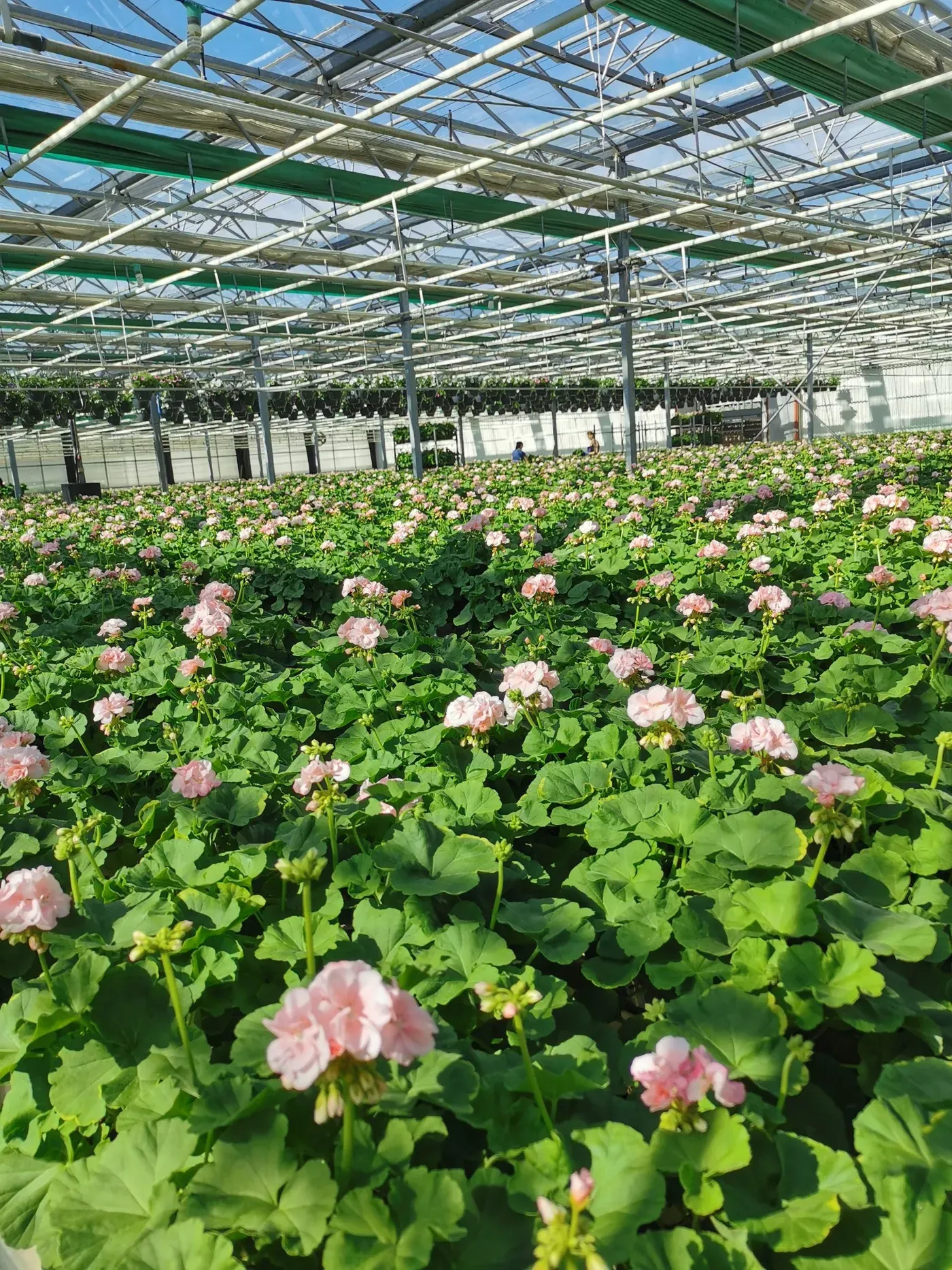 Pelargoner hos Alverbäcks