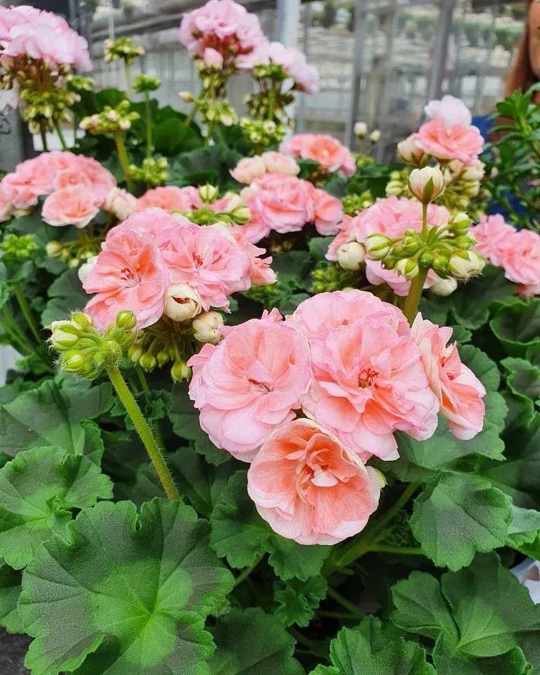 Pelargoner hos Alverbäcks