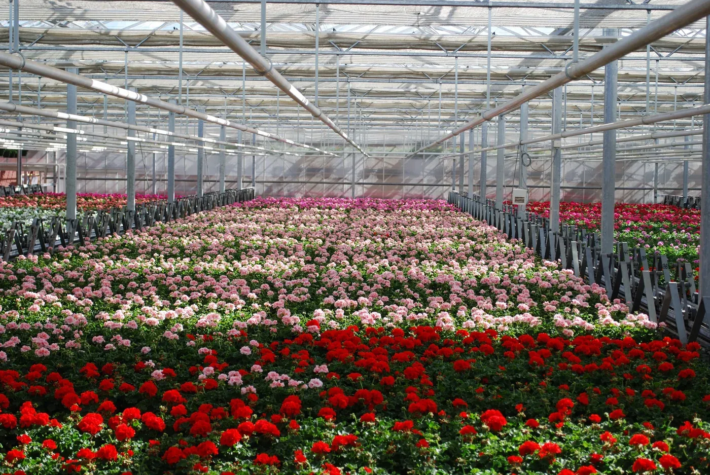 Pelargoner hos Alverbäcks
