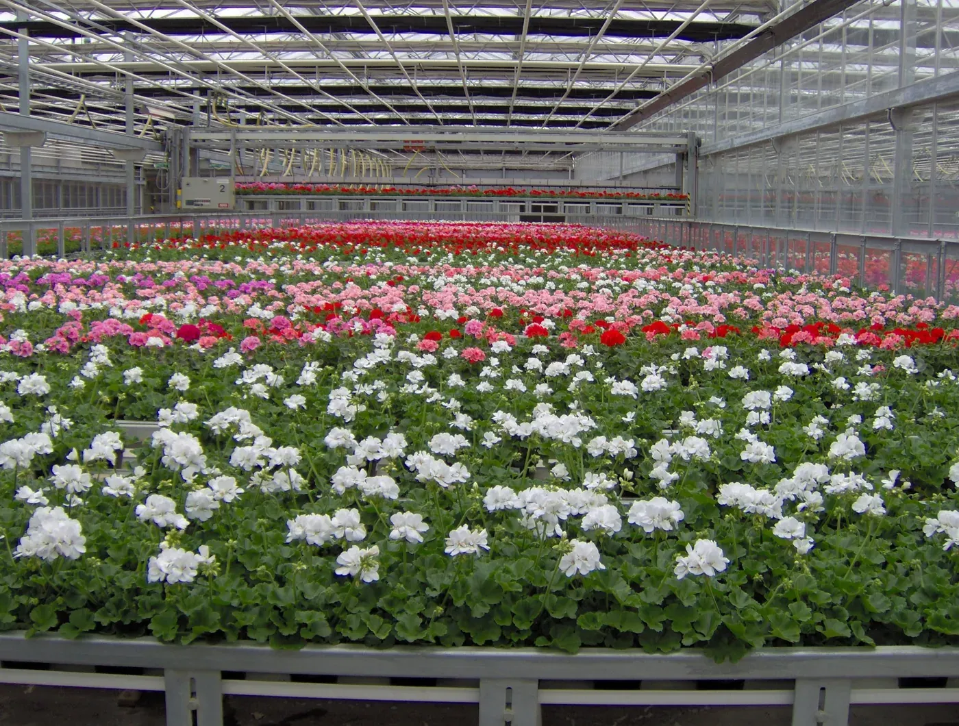 Pelargoner hos Alverbäcks