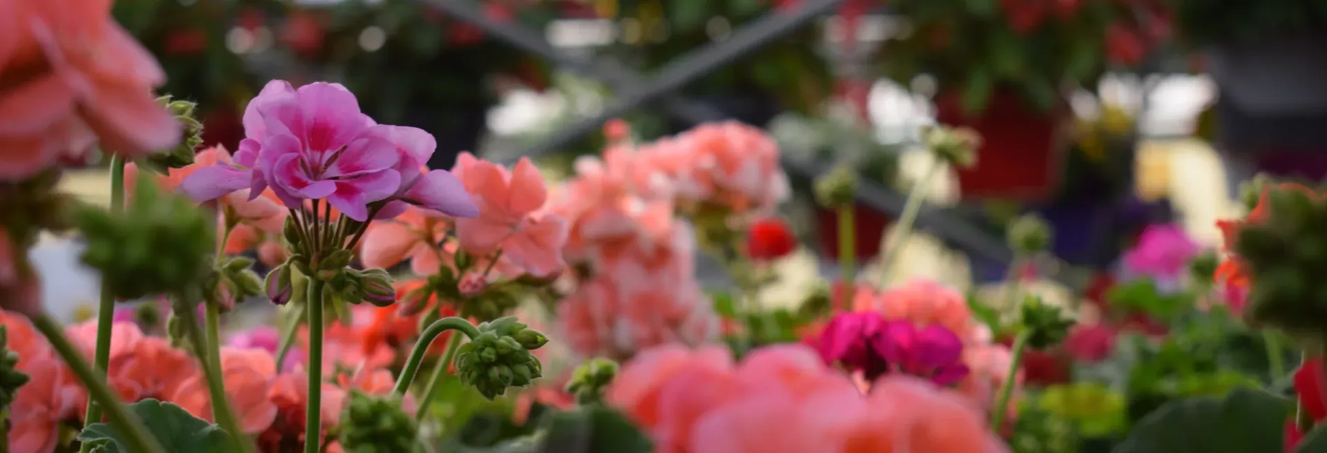 Pelargoner hos Alverbäcks