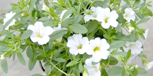 Trailing Million Bells hos Alverbäcks