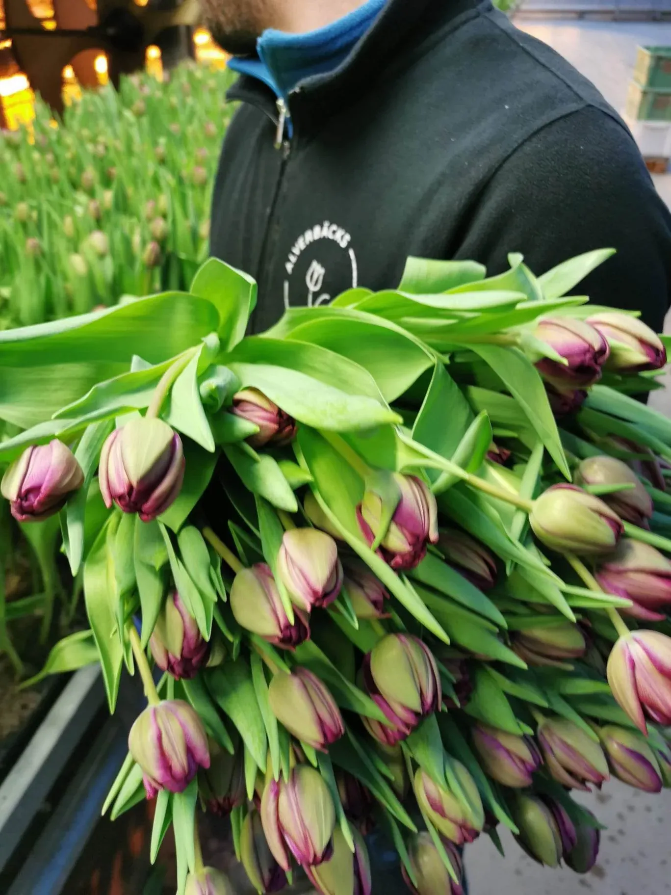 Tulpaner hos Alverbäcks