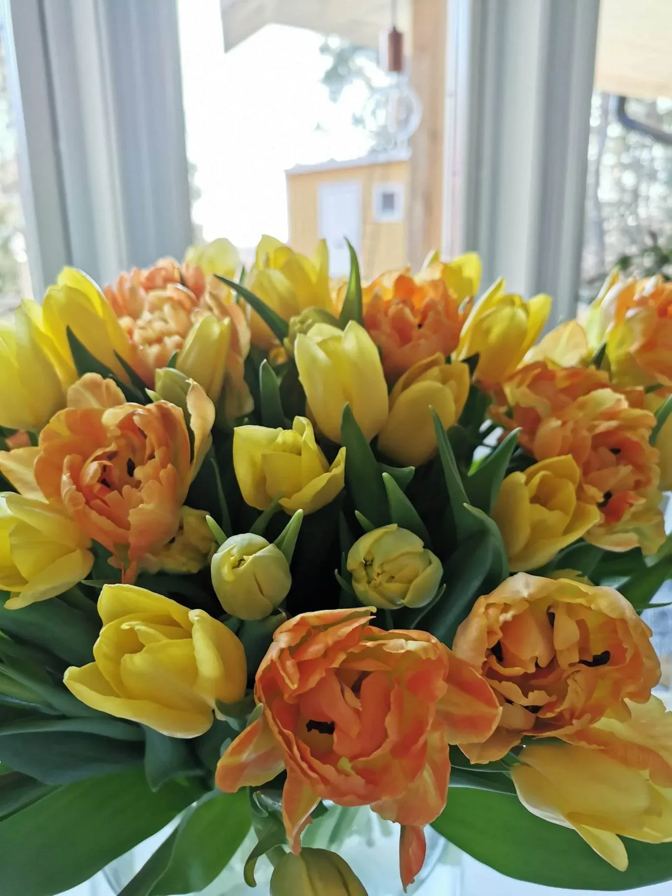 Tulpaner hos Alverbäcks