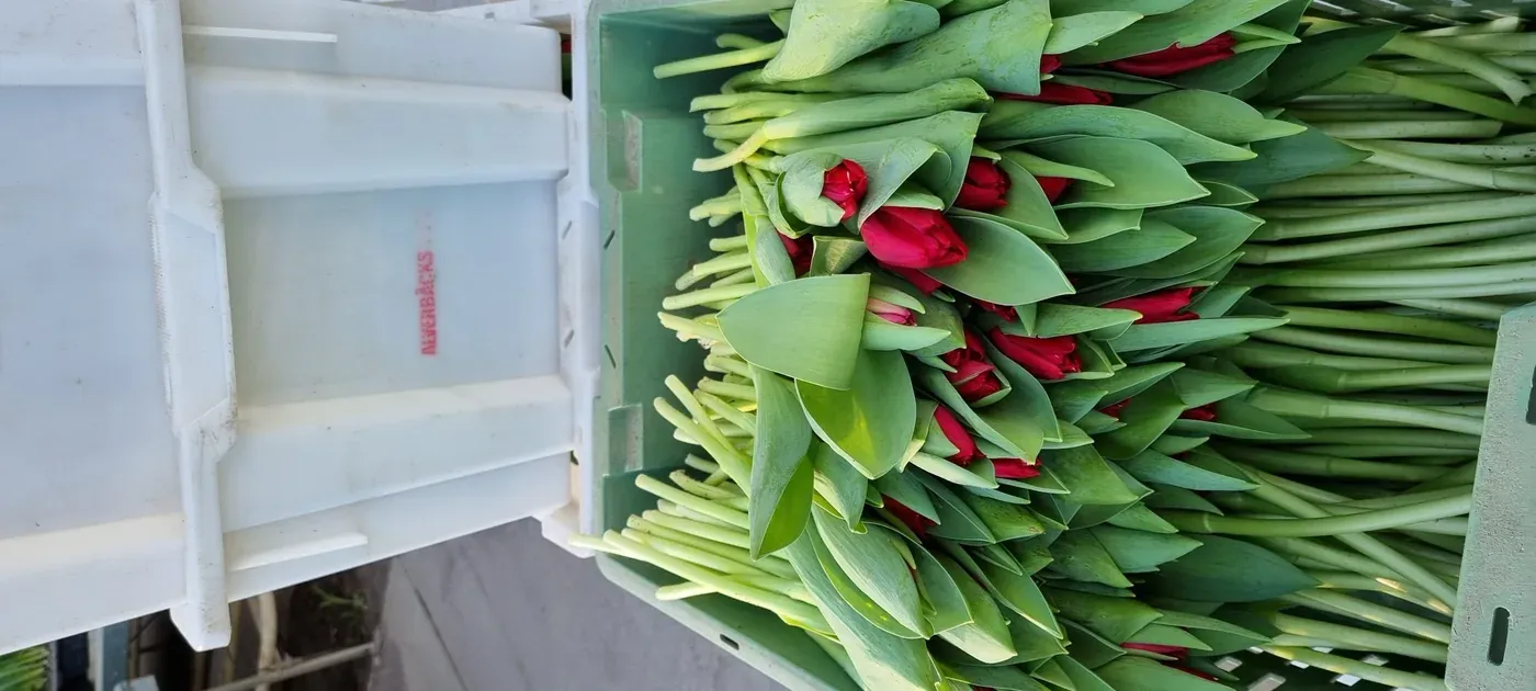 Tulpaner hos Alverbäcks
